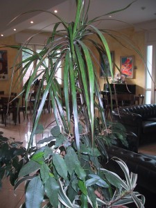 IMG 0018 (1)                